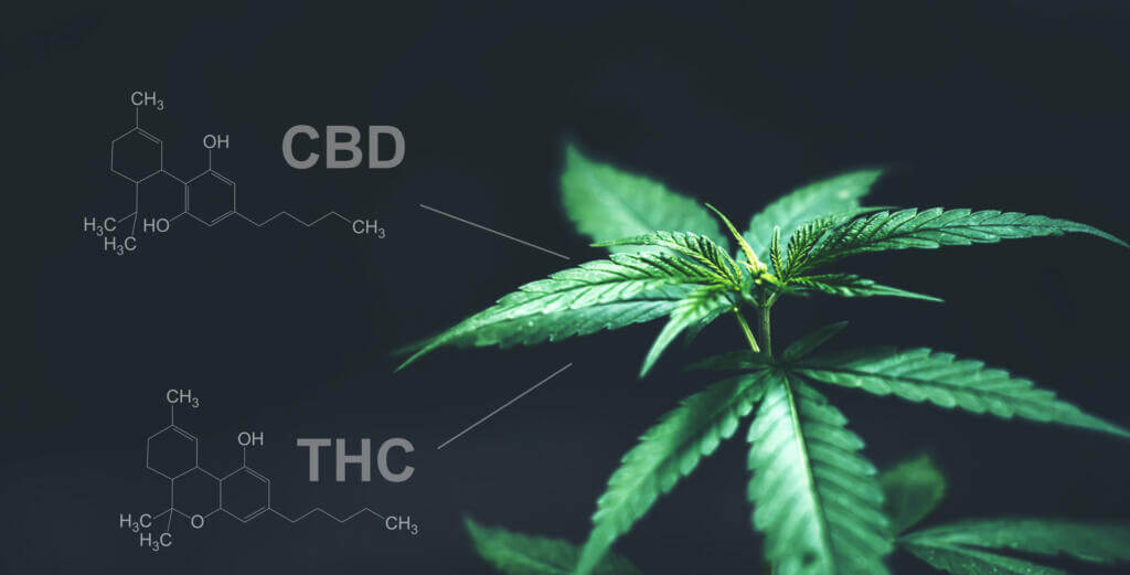 What do CBD products do